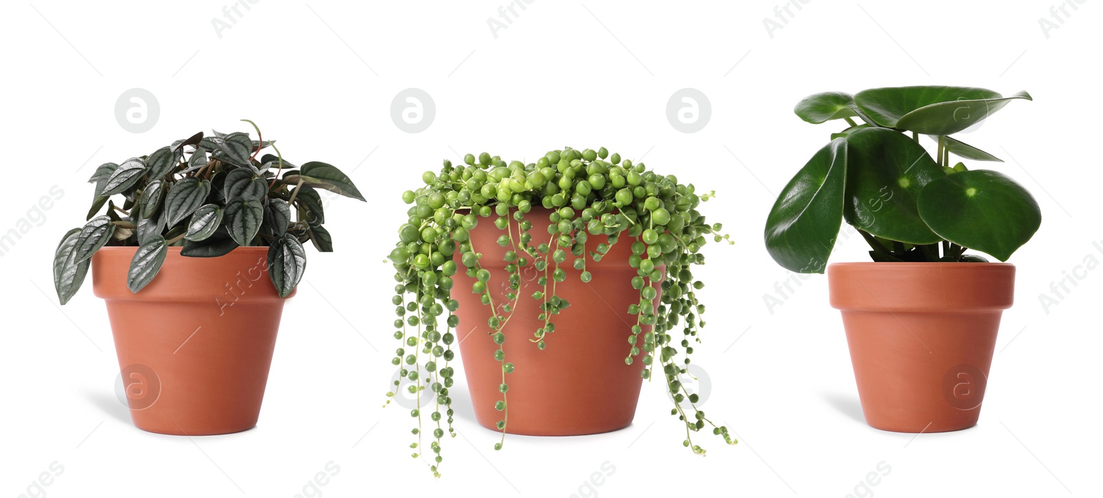 Image of Collage with different potted plants on white background. House decor