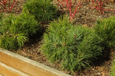 Small green plants growing outdoors on sunny day, closeup