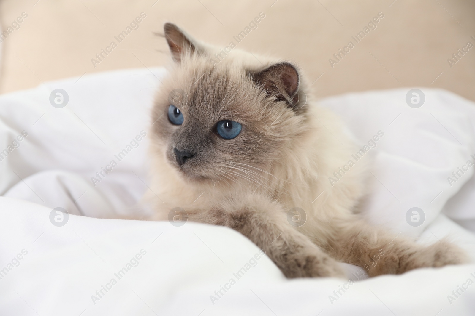 Photo of Adorable Birman cat under blanket at home