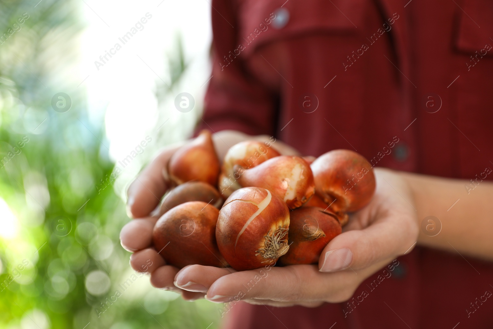 Photo of Woman holding pile of tulip bulbs on blurred background, closeup