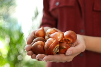 Woman holding pile of tulip bulbs on blurred background, closeup