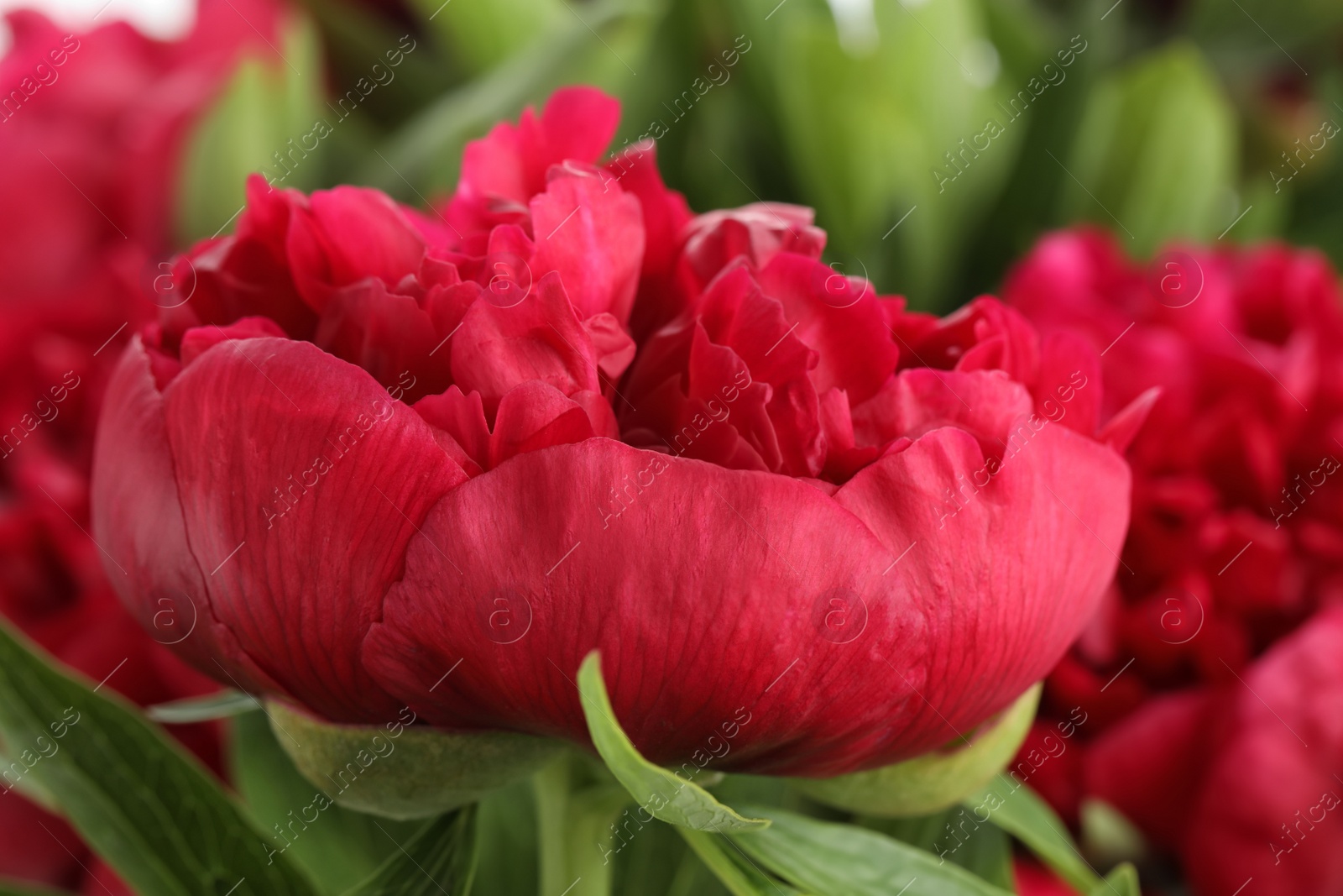 Photo of Beautiful red peony on blurred background, closeup