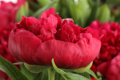 Photo of Beautiful red peony on blurred background, closeup