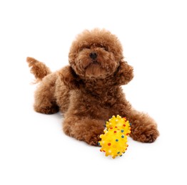 Photo of Cute Maltipoo dog playing with toy on white background. Lovely pet