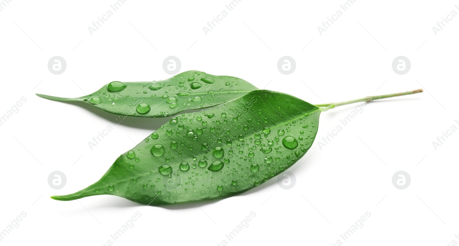 Photo of Fresh green ficus leaves on white background