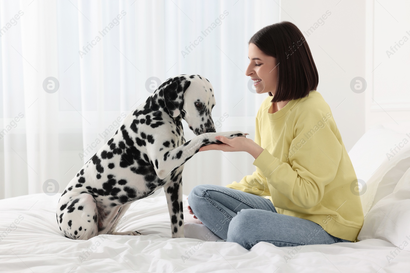 Photo of Adorable Dalmatian dog giving paw to happy woman on bed at home. Lovely pet