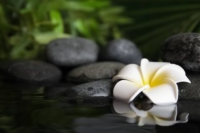 Photo of Zen stones and exotic flower in water against blurred background. Space for text