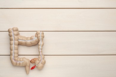 Photo of Anatomical model of large intestine on white wooden background, top view. Space for text