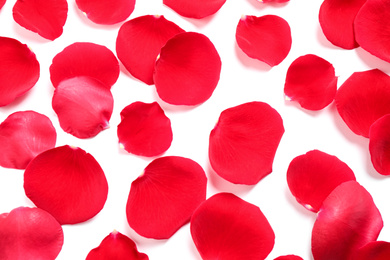 Photo of Fresh red rose petals on white background, top view