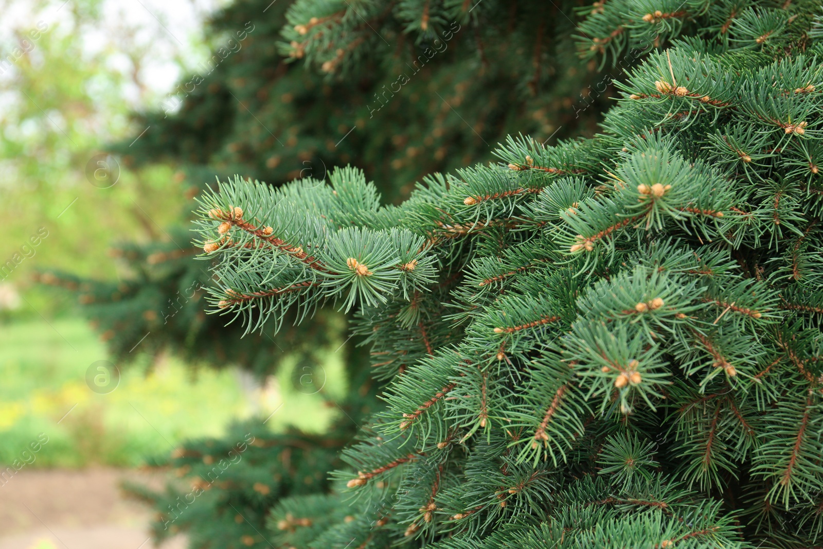 Photo of Beautiful branches of coniferous tree, closeup view