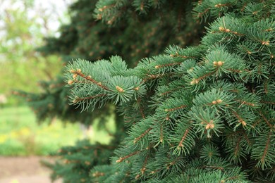 Beautiful branches of coniferous tree, closeup view