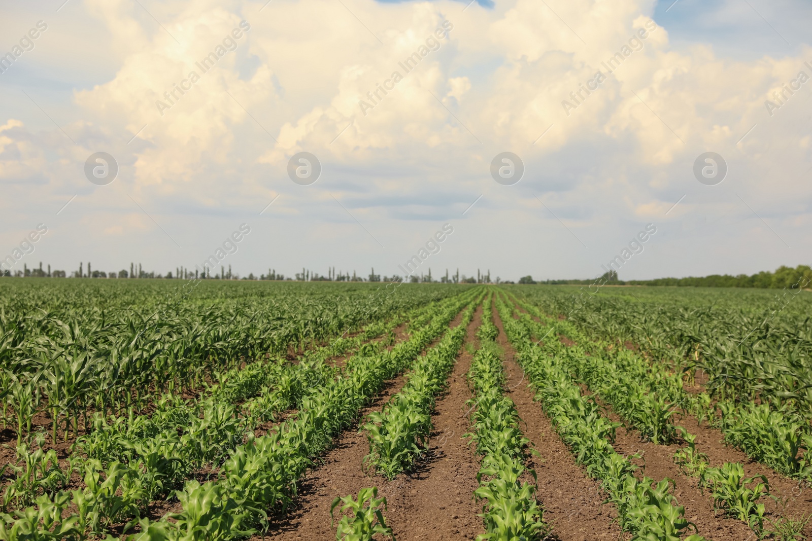 Photo of Beautiful view of corn field. Agriculture industry