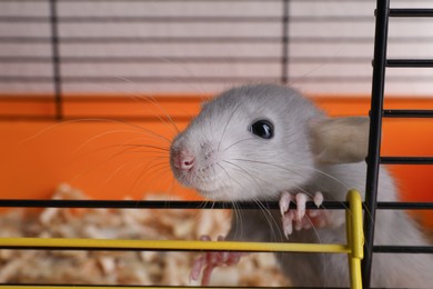 Photo of Cute light grey rat escaping cage, closeup