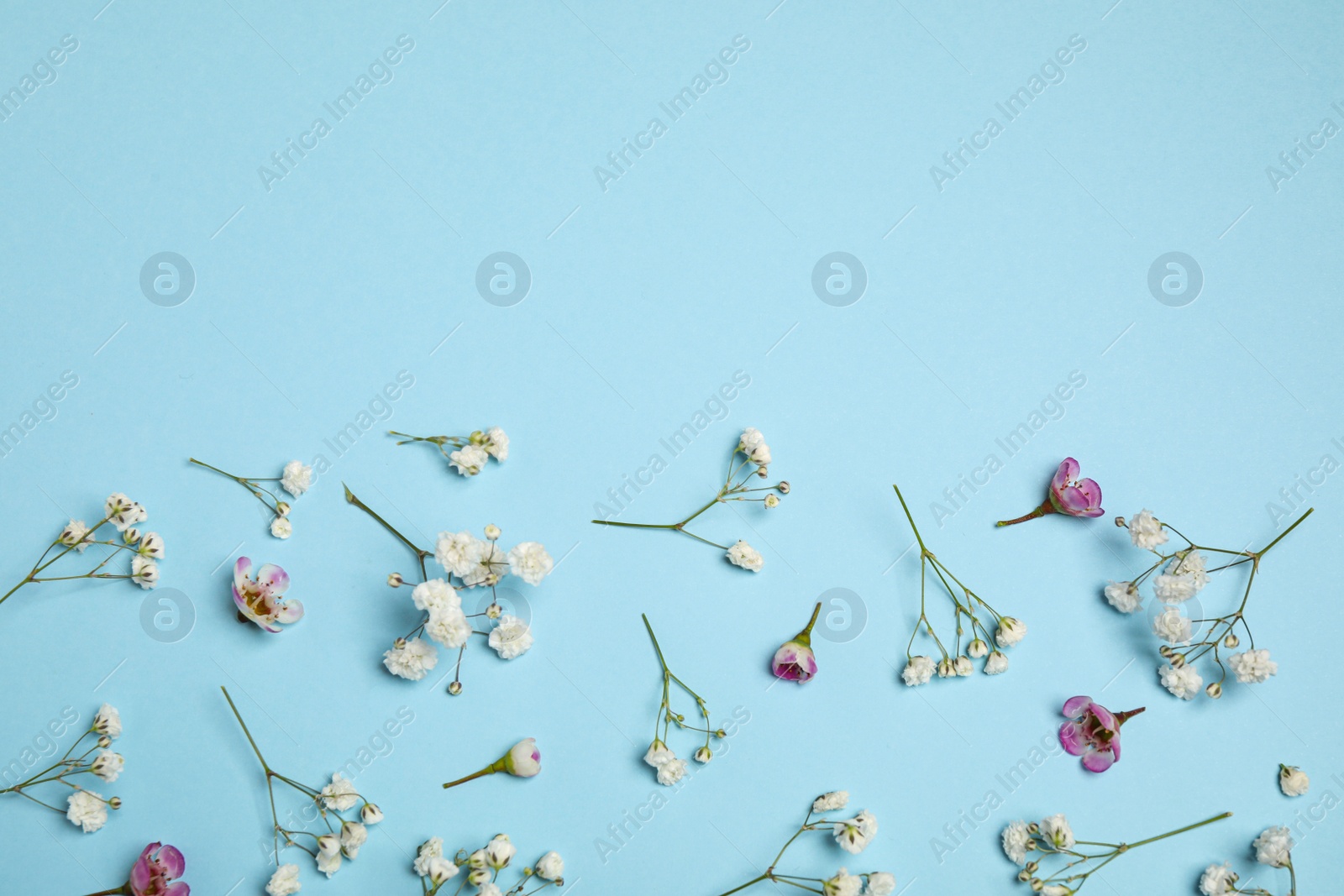 Photo of Floral composition with beautiful flowers on light blue background, flat lay. Space for text