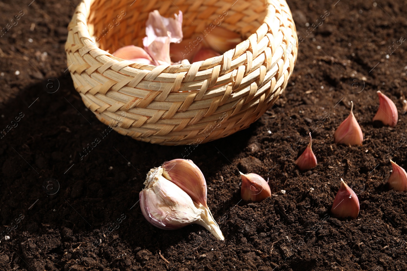 Photo of Garlic cloves and wicker bowl on fertile soil. Vegetable planting