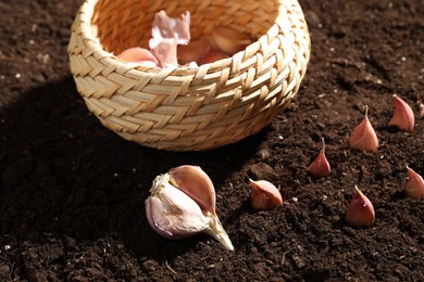 Photo of Garlic cloves and wicker bowl on fertile soil. Vegetable planting