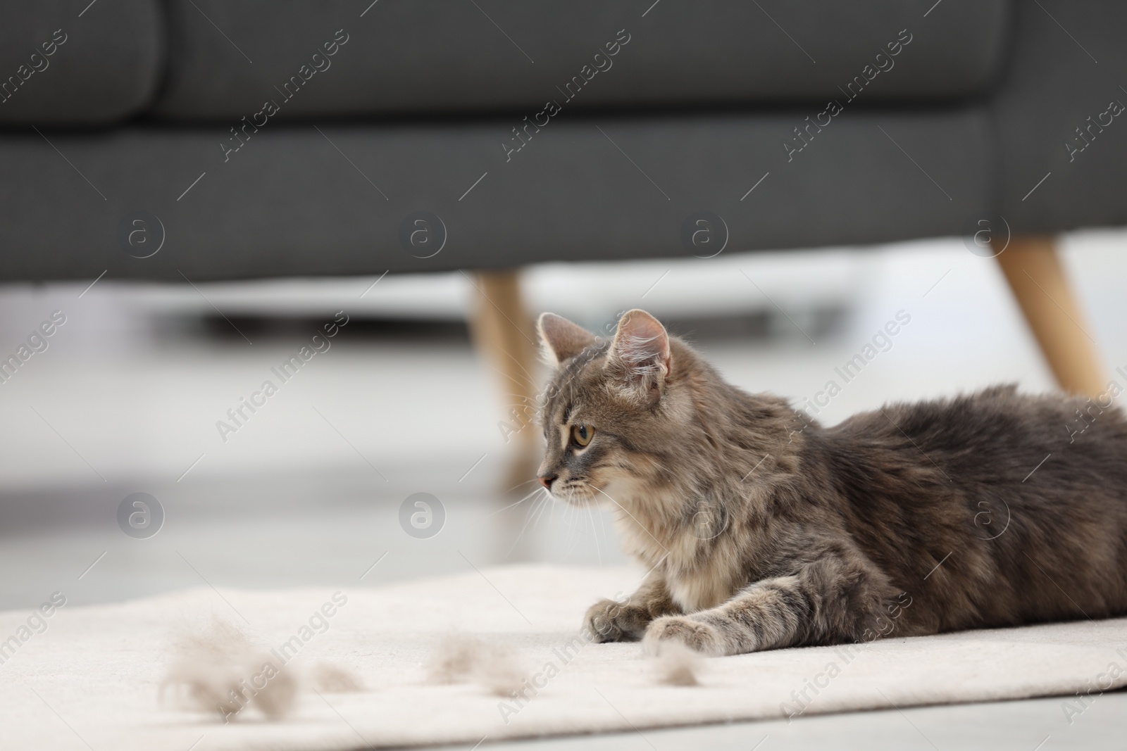 Photo of Cute cat and pet hair on carpet indoors, space for text