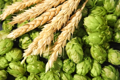 Photo of Fresh green hops and wheat spikes as background. Beer production