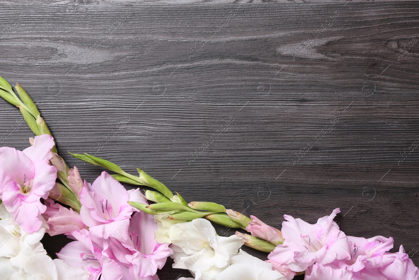 Photo of Flat lay composition with beautiful gladiolus flowers on dark wooden background. Space for text