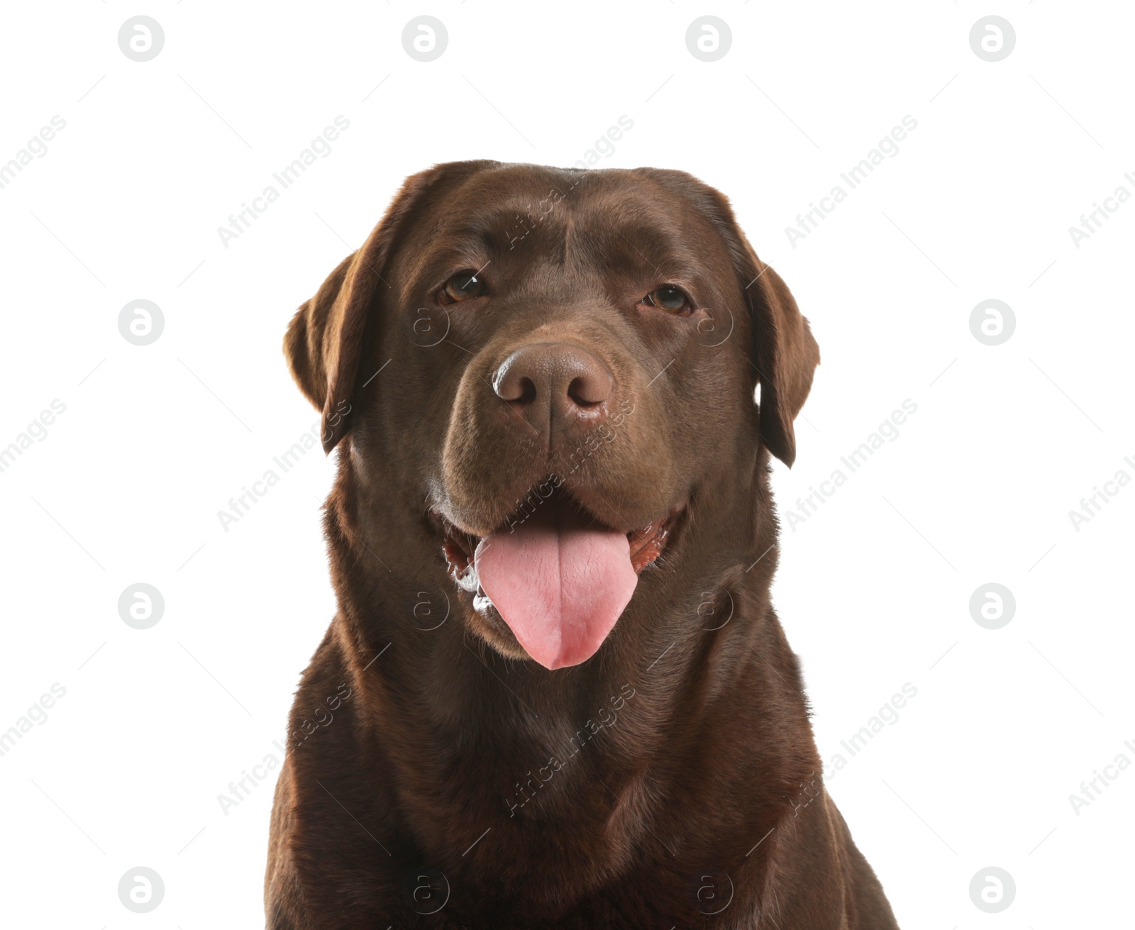 Photo of Chocolate labrador retriever on white background. Adorable pet