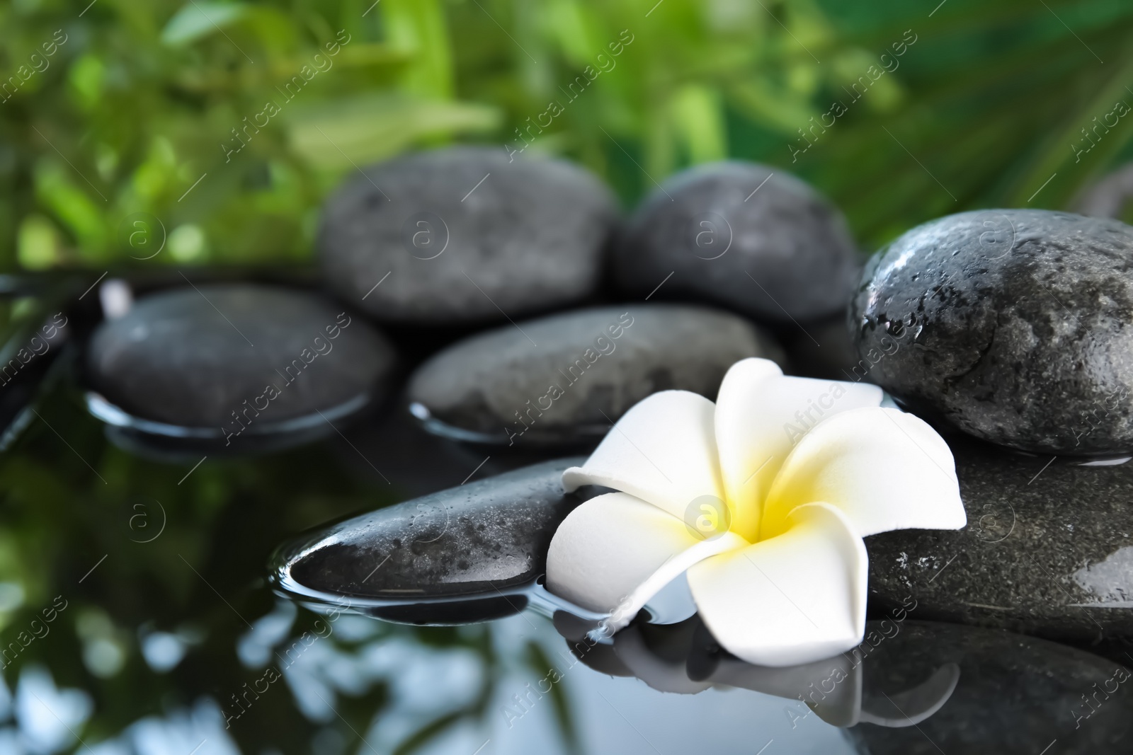 Photo of Zen stones and exotic flower in water against blurred background. Space for text