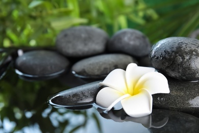 Photo of Zen stones and exotic flower in water against blurred background. Space for text