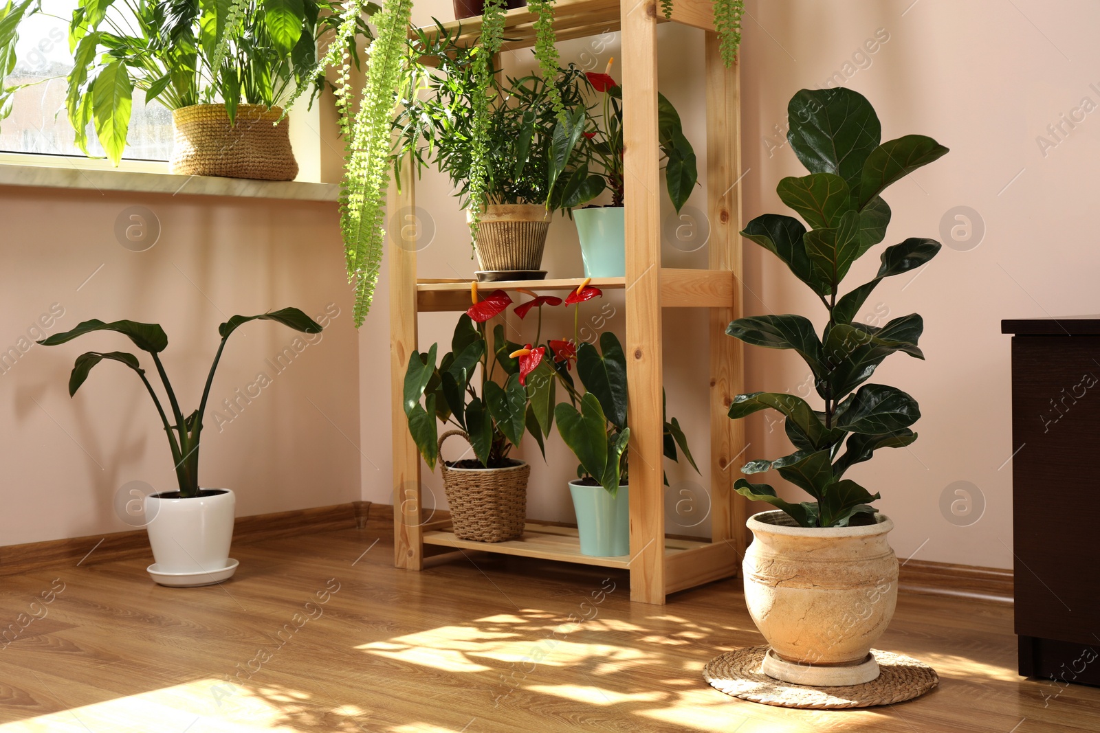 Photo of Beautiful houseplants in pots near window indoors. House decor