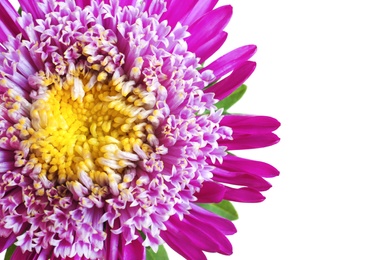 Photo of Beautiful aster flower on white background, closeup