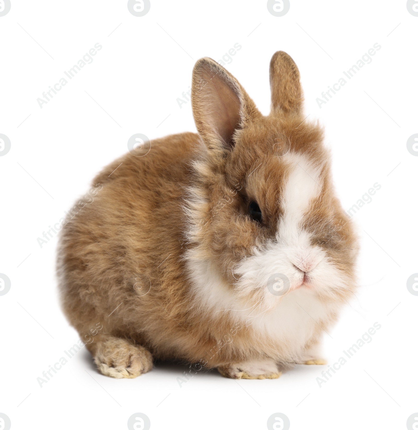 Photo of Cute little rabbit on white background. Adorable pet