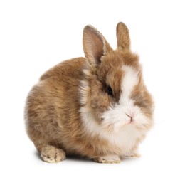 Photo of Cute little rabbit on white background. Adorable pet