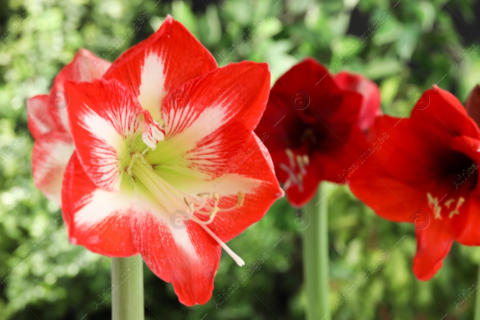 Photo of Beautiful red amaryllis flowers on blurred background, closeup