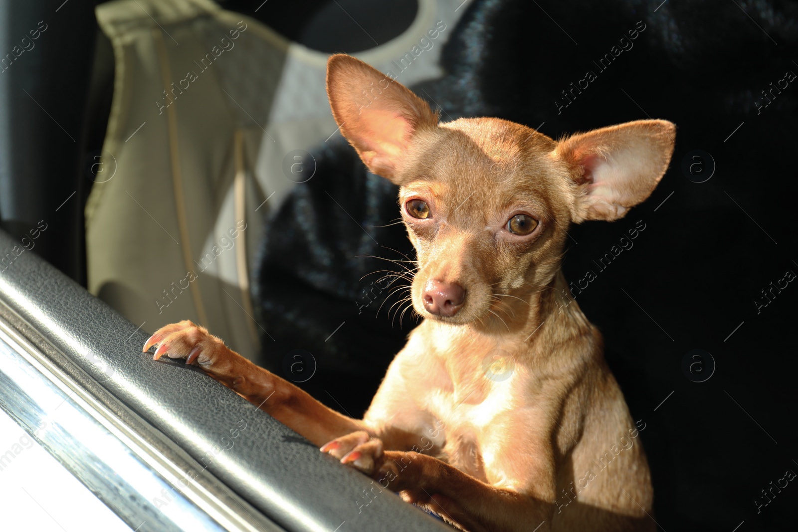 Photo of Cute toy terrier looking out of car window. Domestic dog