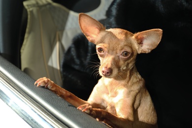 Photo of Cute toy terrier looking out of car window. Domestic dog
