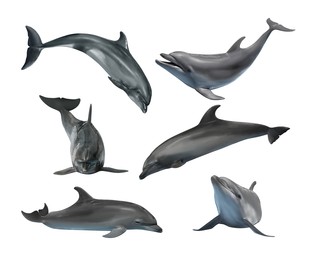 Image of Beautiful grey bottlenose dolphins on white background, collage