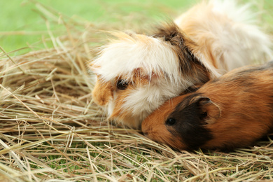 Photo of Cute funny guinea pigs and hay outdoors, closeup