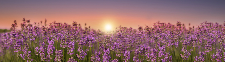 Amazing lavender field at sunset, banner design