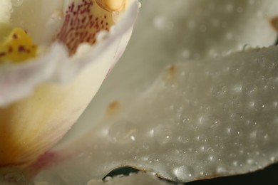 Photo of Closeup view of beautiful blooming orchid flower with dew drops as background