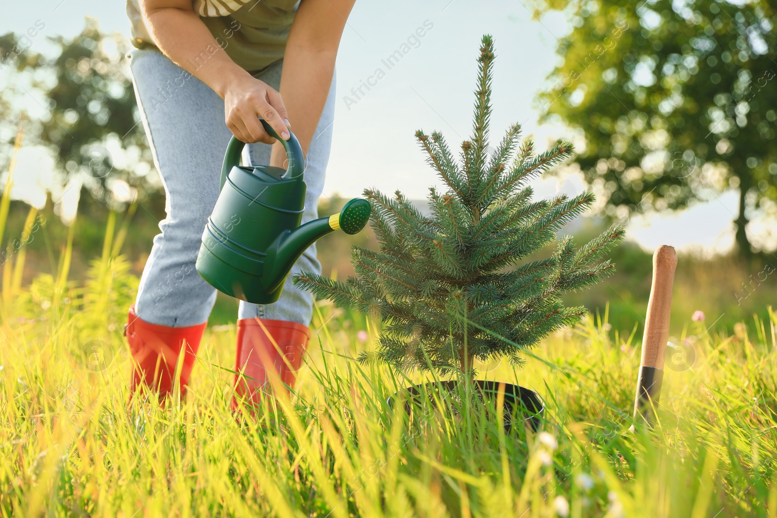 Photo of Woman watering newly planted conifer tree in meadow on sunny day, closeup