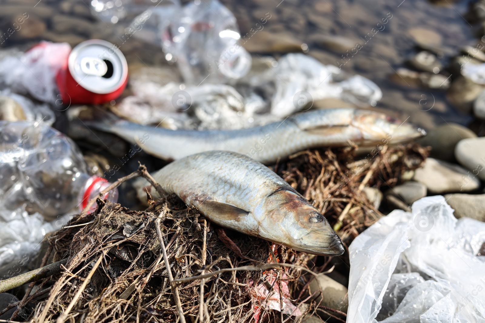 Photo of Dead fishes among trash near river. Environmental pollution concept