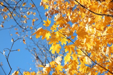 Photo of Branches with autumn leaves against blue sky on sunny day