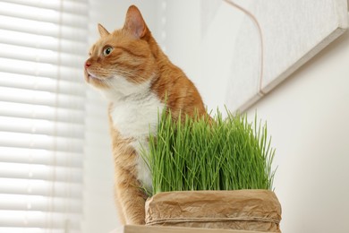Photo of Cute ginger cat near potted green grass indoors, low angle view