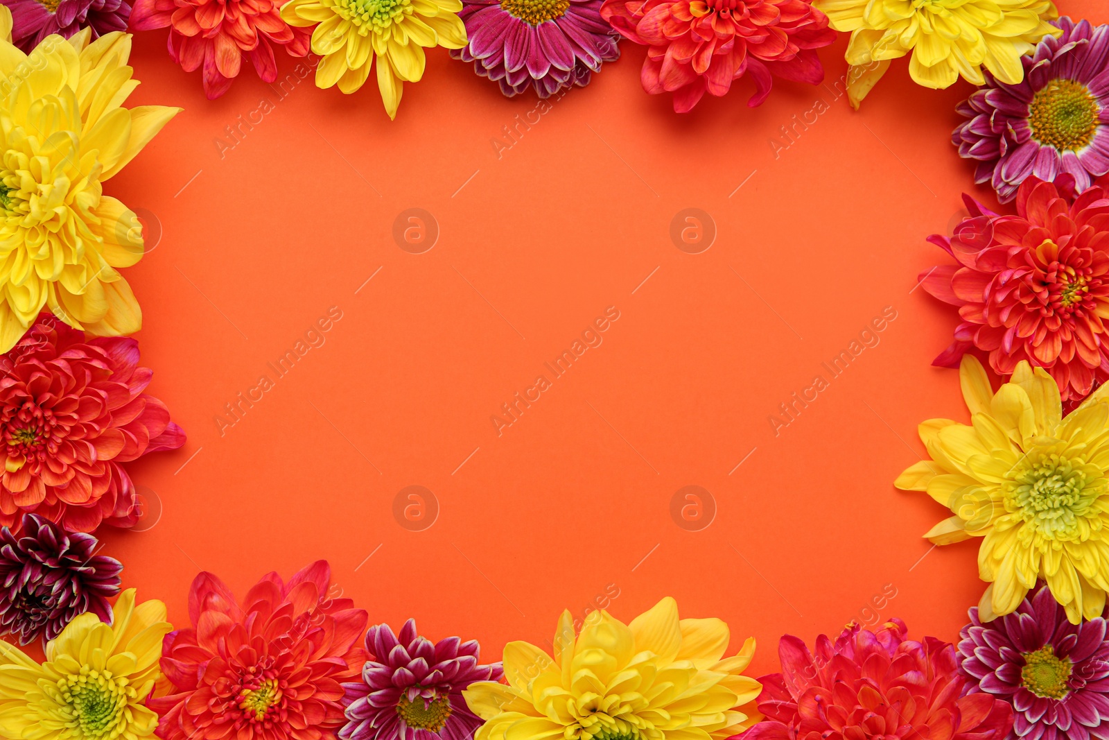 Photo of Frame made of beautiful chrysanthemum flowers on orange background, flat lay. Space for text