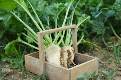 Photo of Fresh white beet plants in wooden crate outdoors