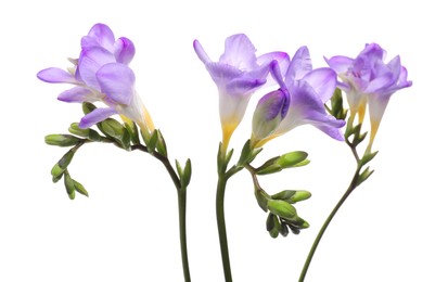 Photo of Beautiful violet freesia flowers isolated on white