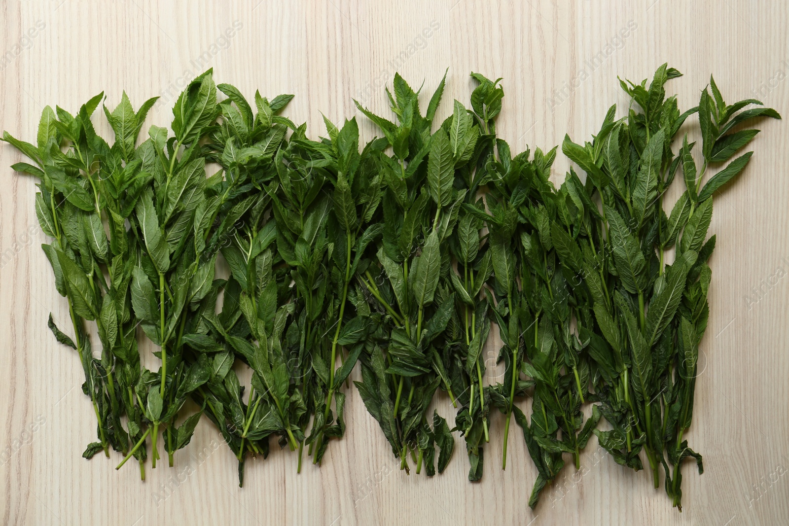 Photo of Beautiful green mint on white wooden table, flat lay