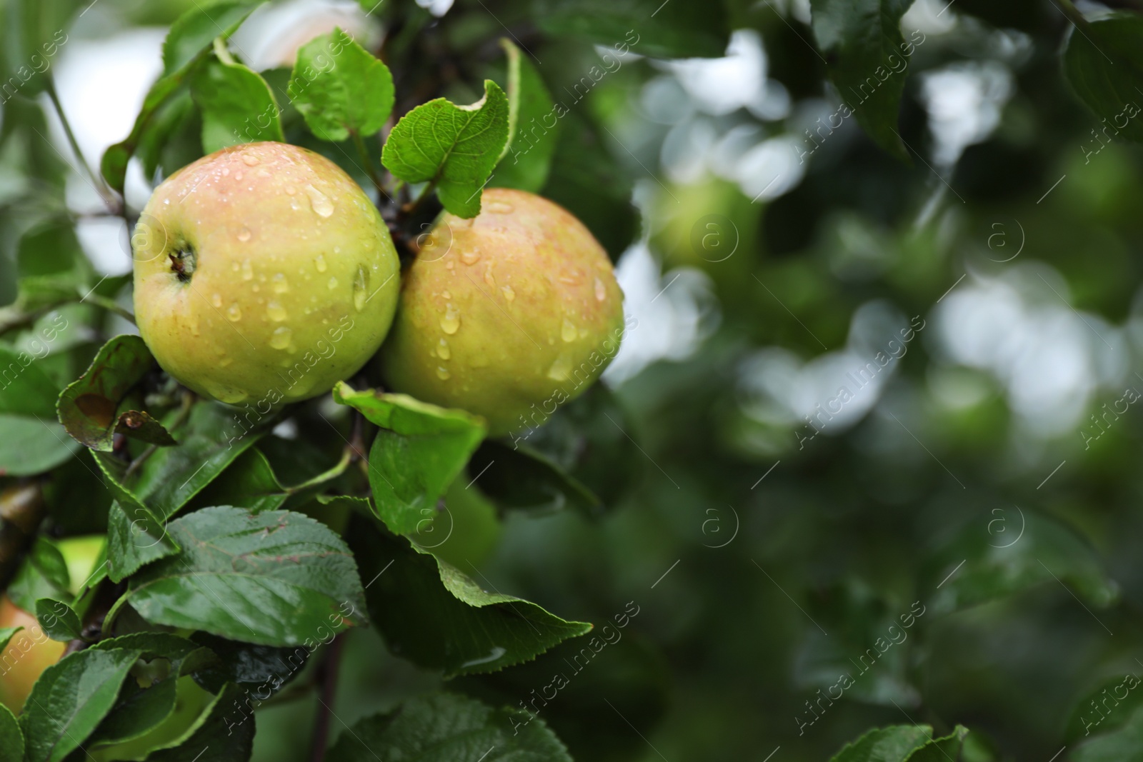 Photo of Tree branch with ripe apples in garden, closeup