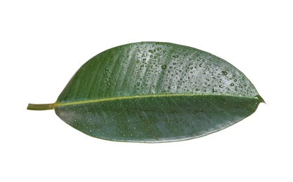Photo of Fresh green leaf of Ficus elastica plant isolated on white