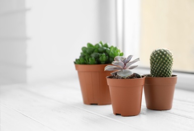 Photo of Beautiful succulent plants in pots on white wooden windowsill indoors, space for text. Home decor