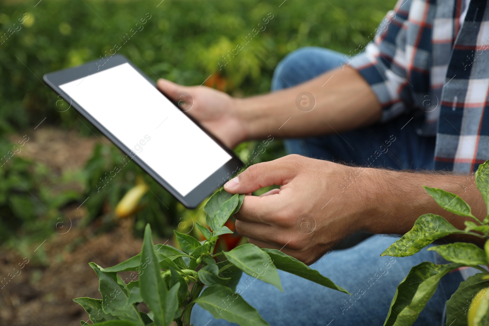 Photo of Man using tablet with blank screen in field, closeup. Agriculture technology