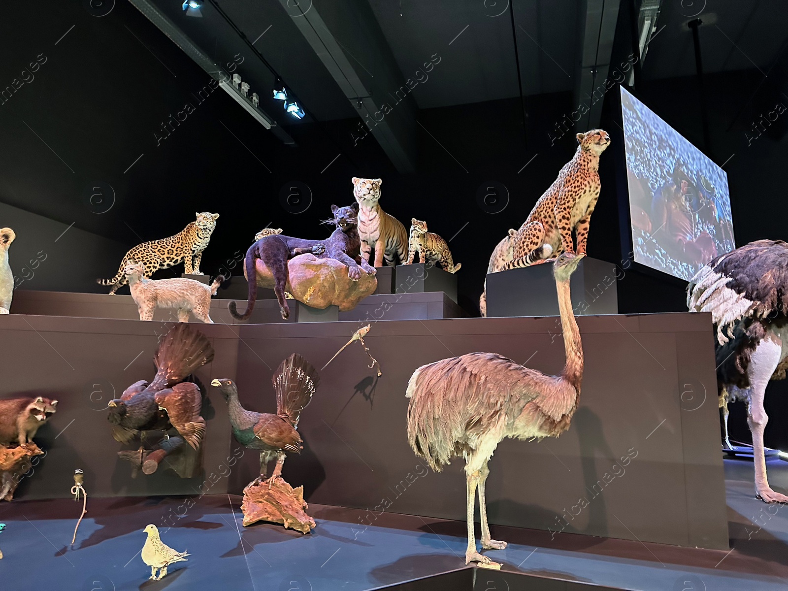 Photo of Leiden, Netherlands - November 19, 2022: Museum exhibition with different stuffed animals. Environmental education